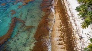 Sargassum w Dominikanie – czy jest się czego bać?